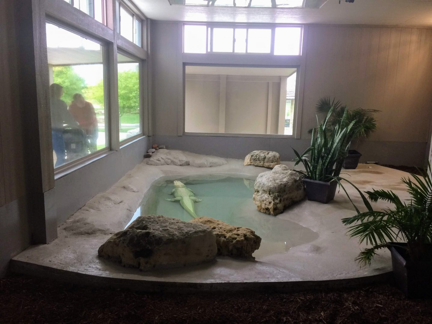 Troublemaker's Cove - white alligator exhibit
