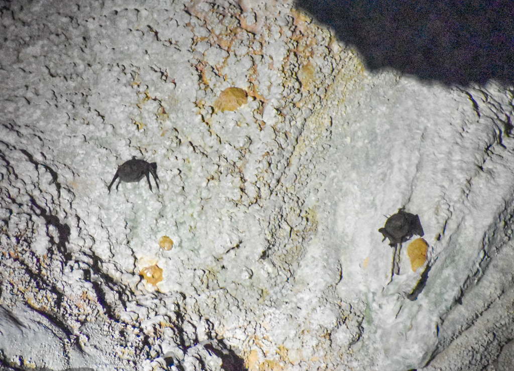 Troughton's sheath-tailed bats