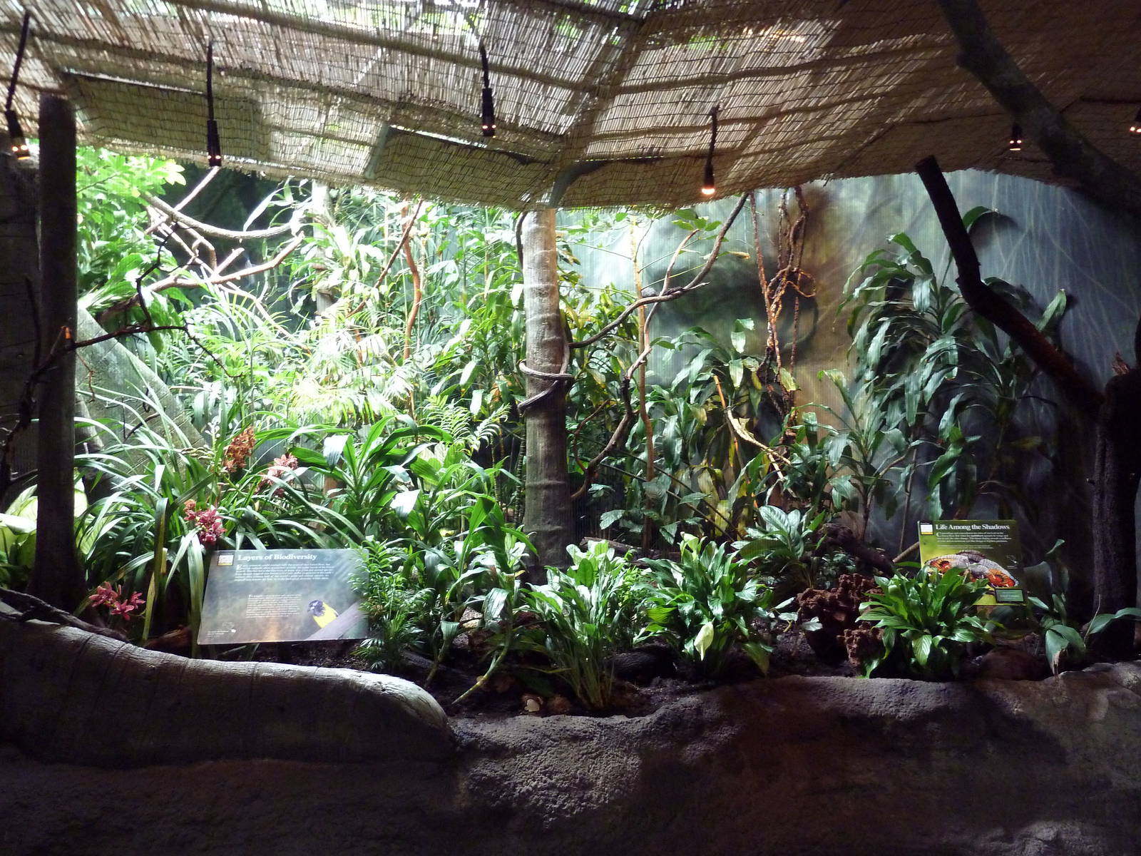 Troupial/Sunbittern Exhibit