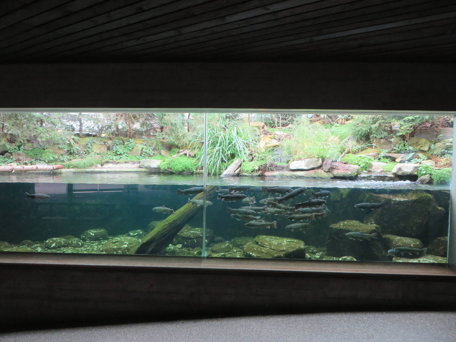 trout aquarium