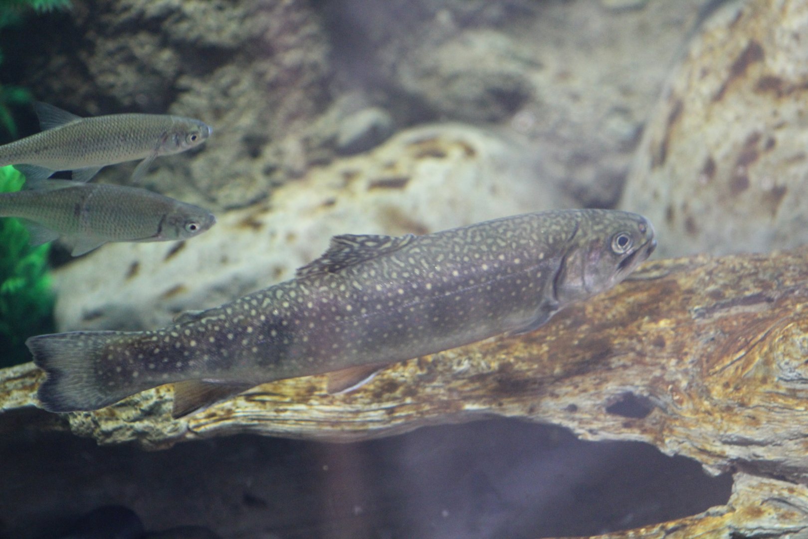 Trout ID?