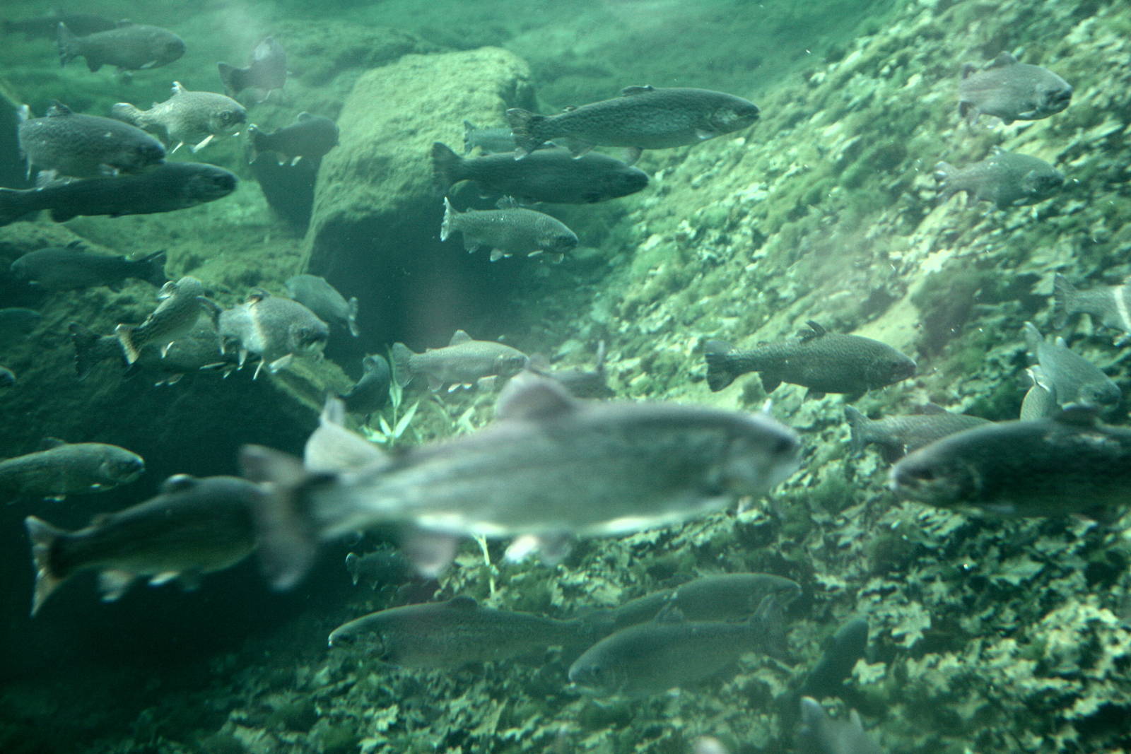 Trout in the polar bear pool