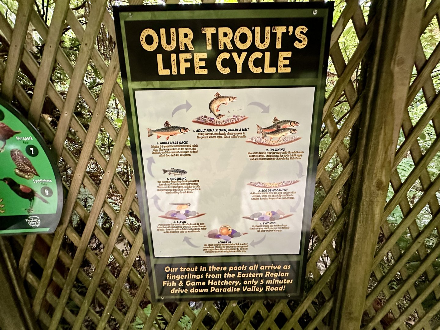 Trout Life Cycle