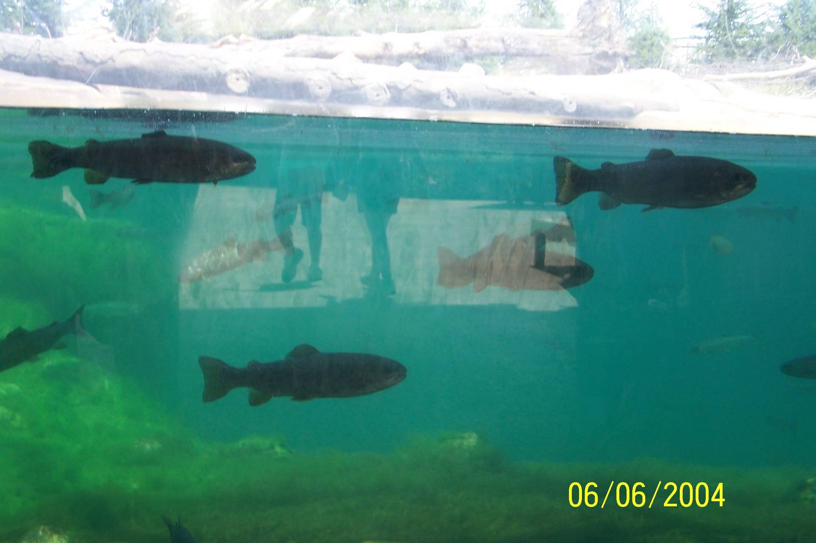 Trout ~ Polar Frontier