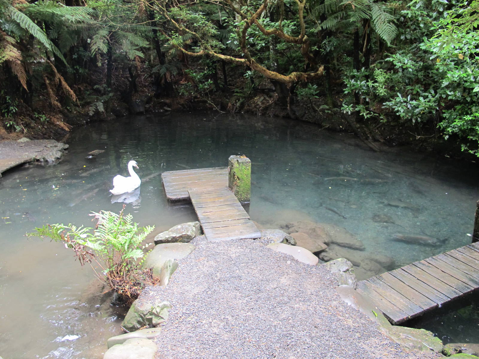 Trout Pond - Staglands 2013
