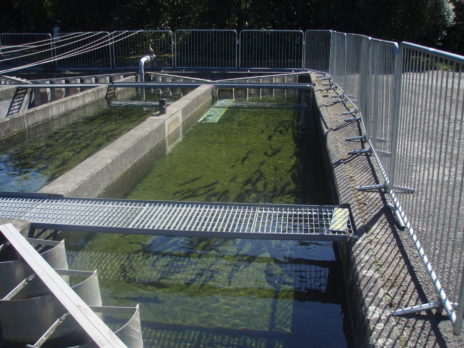 Trout Rearing Pond - Tongariro National Trout Centre