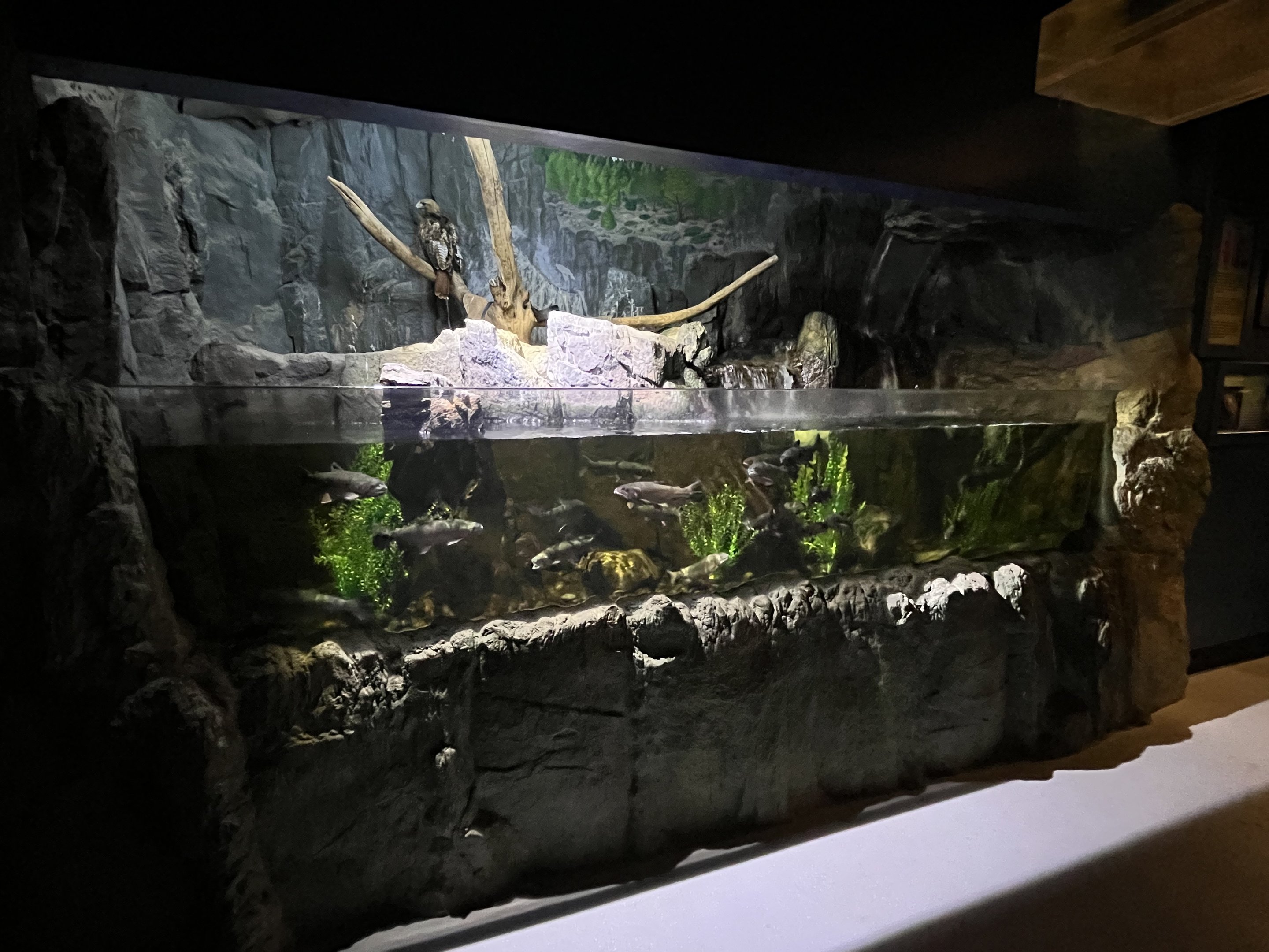 Trout/Red-tailed Hawk Exhibit