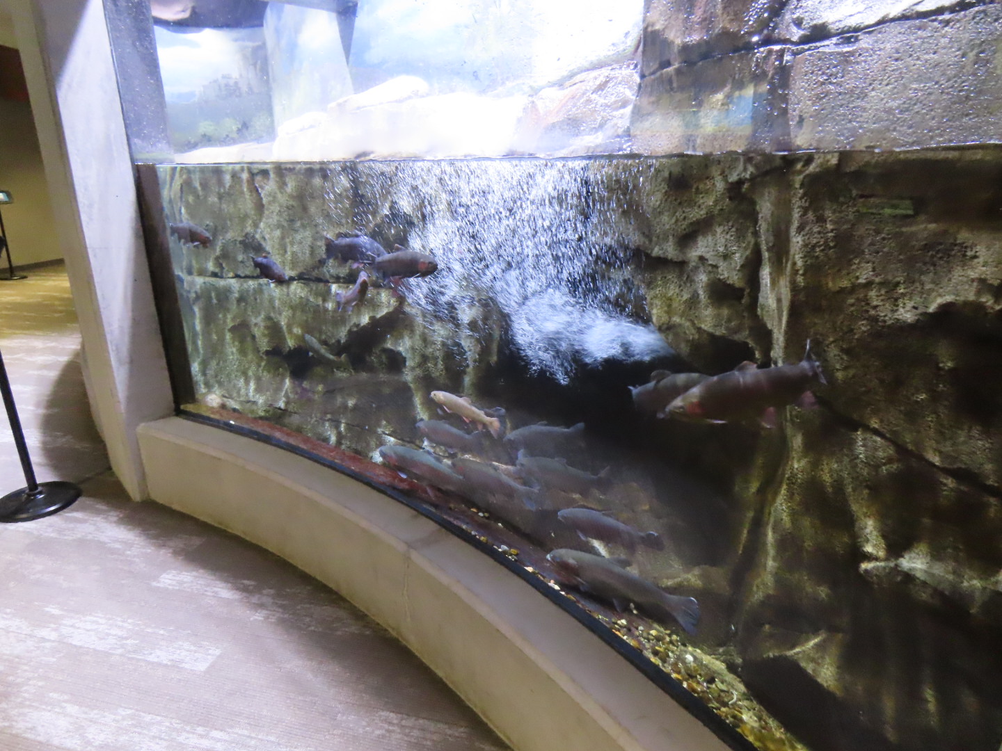 Trout Tank