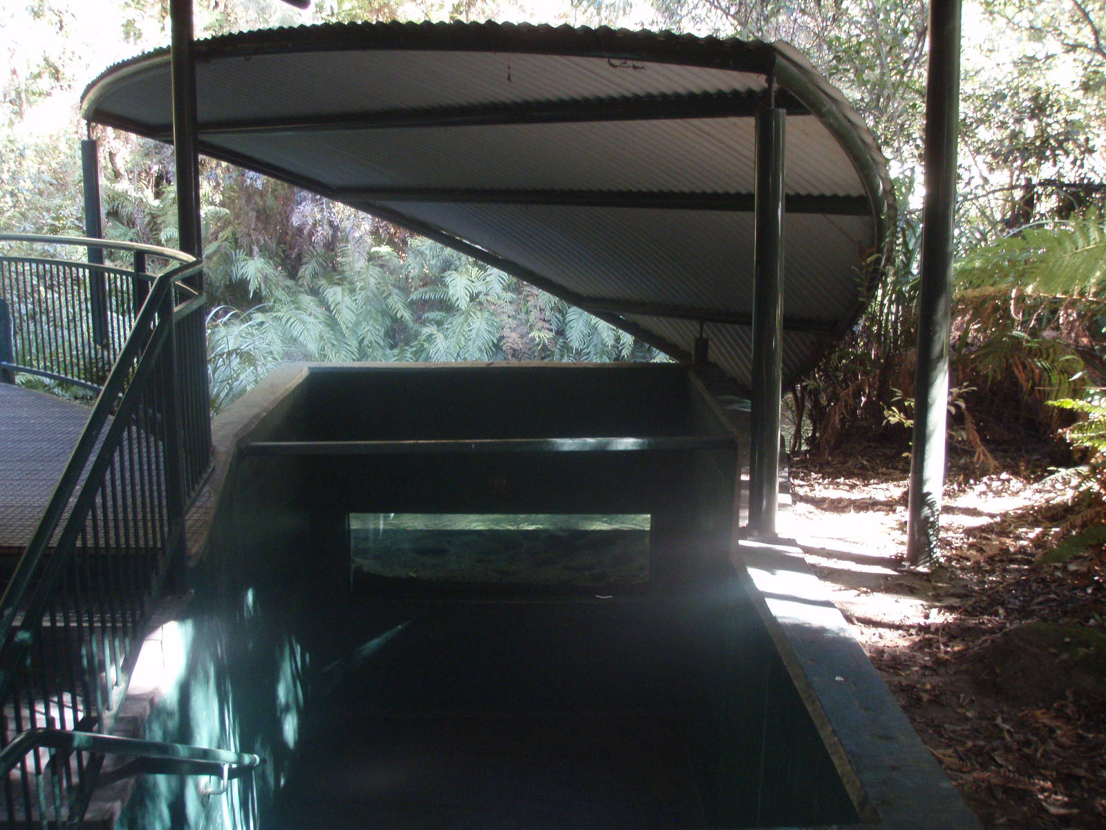 Trout Underwater Viewing - Tongariro National Trout Centre