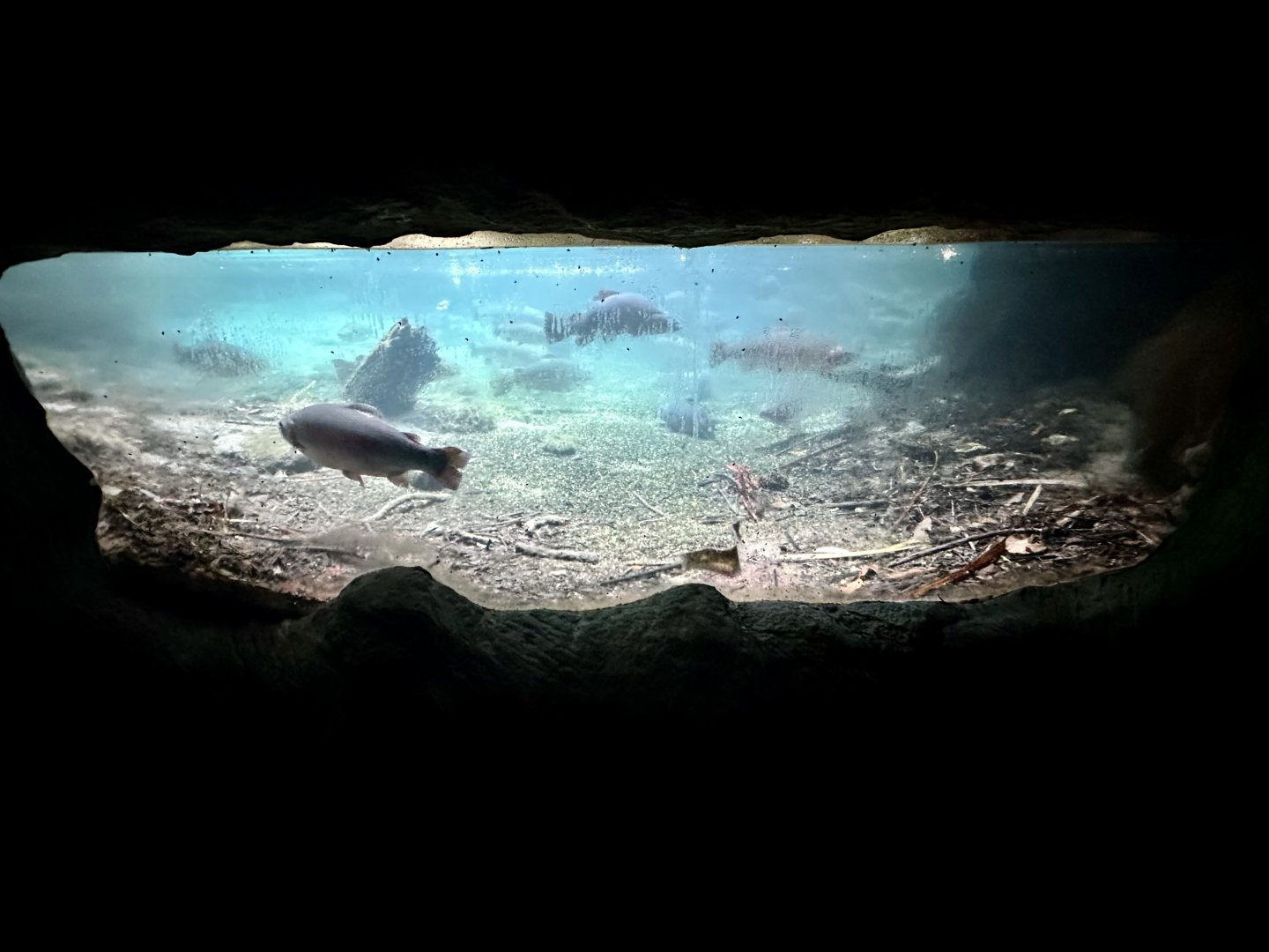 Trout Underwater Viewing Window