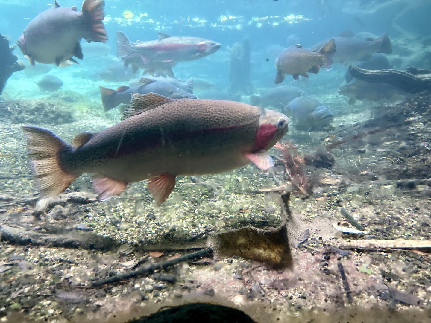 Trout Underwater Viewing Window