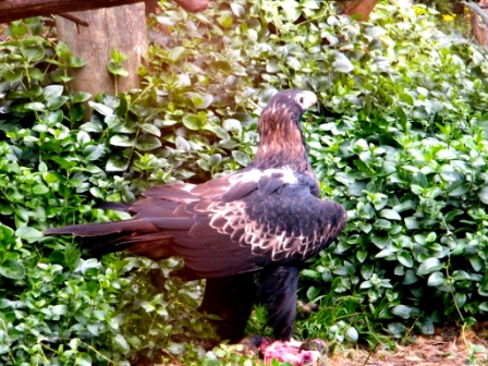 Trowunna Wildlife Park