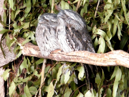 Trowunna Wildlife Park