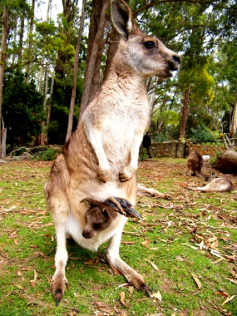 Trowunna Wildlife Park