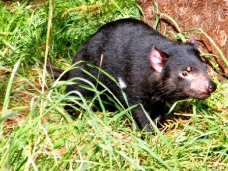 Trowunna Wildlife Park