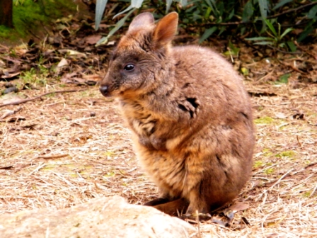 Trowunna Wildlife Park