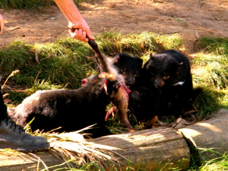 Trowunna Wildlife Park