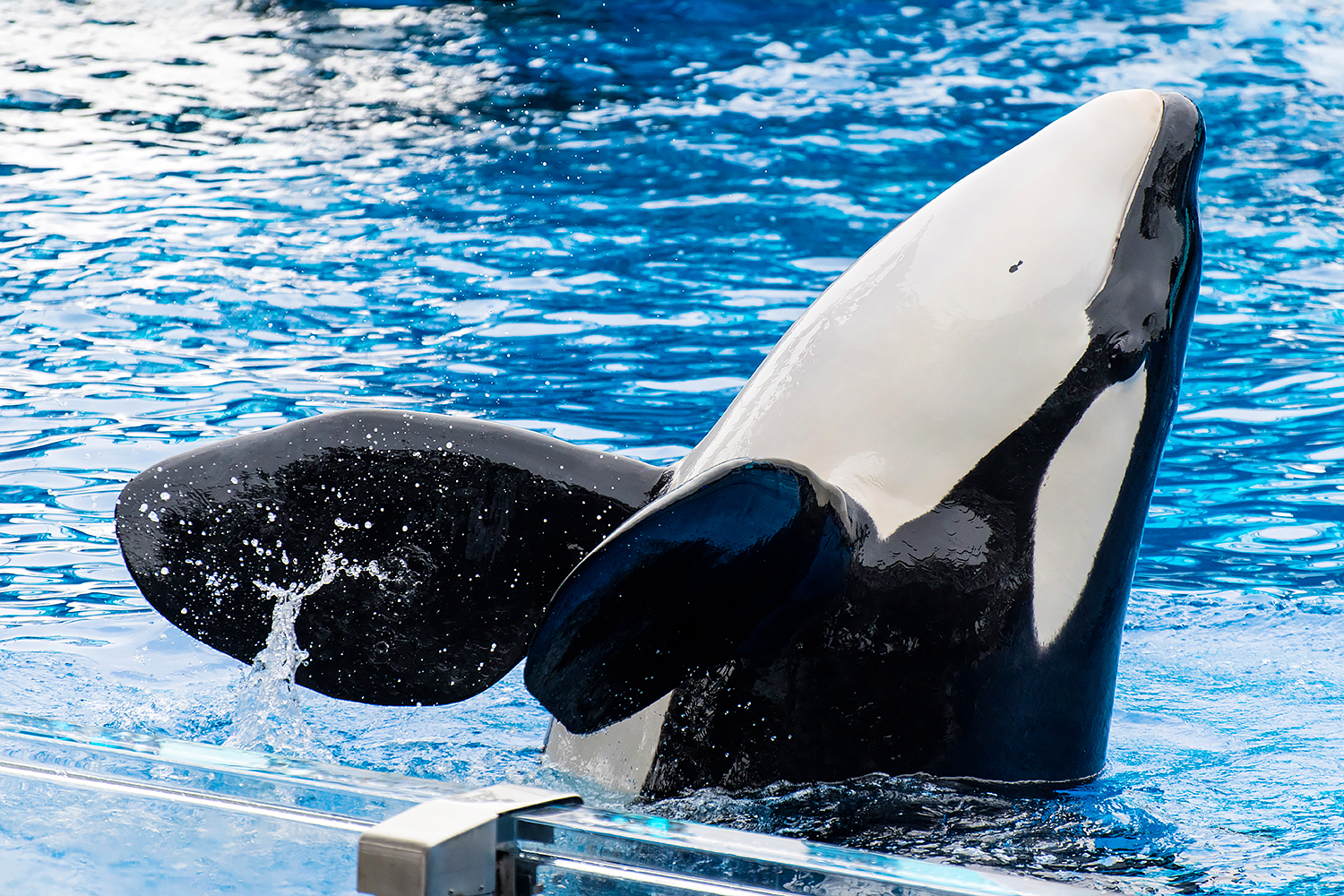 Trua, Orca (Orcinus orca)