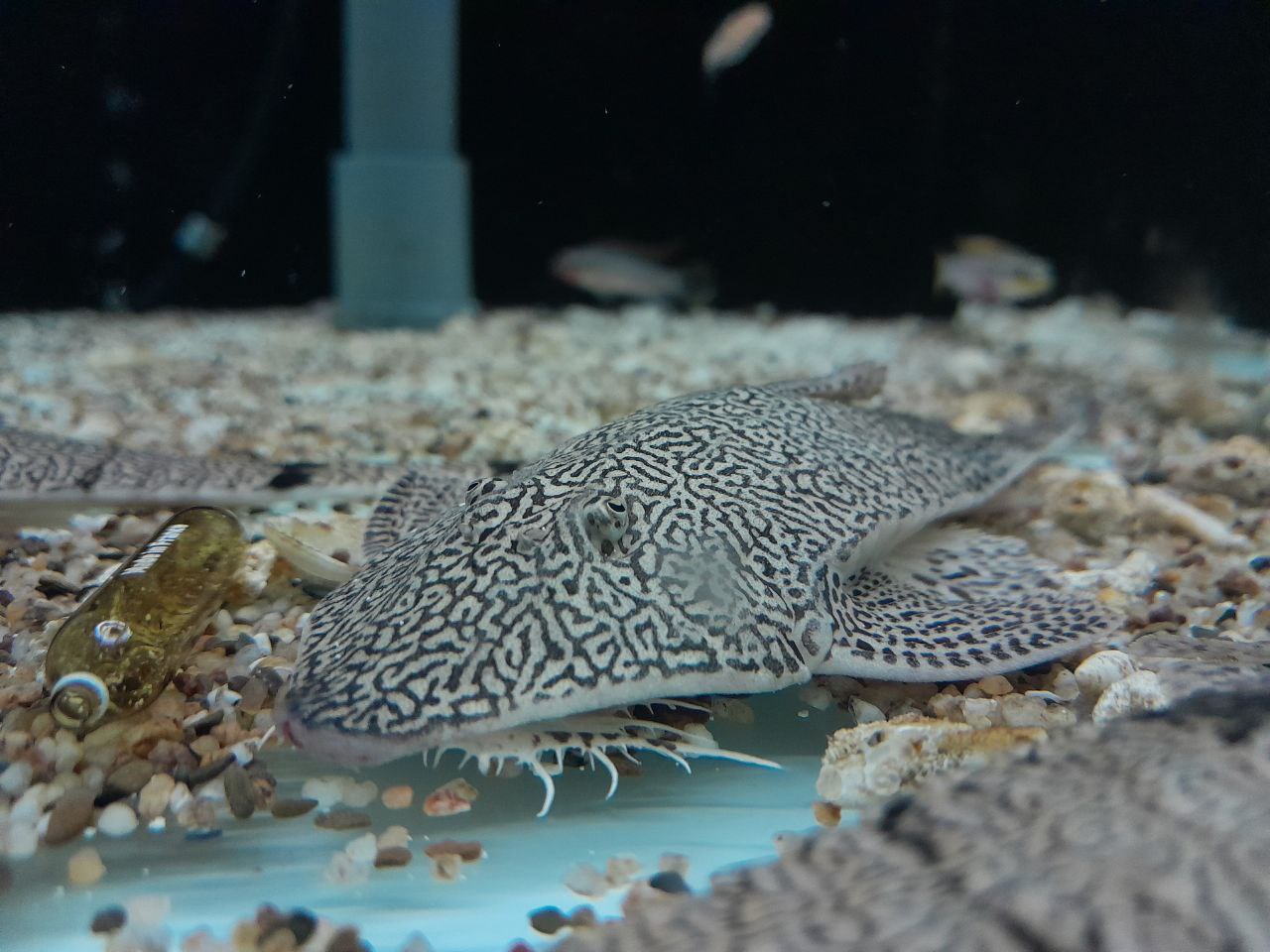 True Chameleon Whiptail (Pseudohemiodon apithanos)