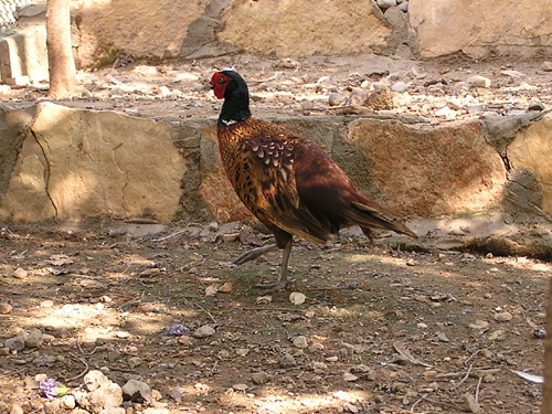 True Pheasant in Antalya Zoo