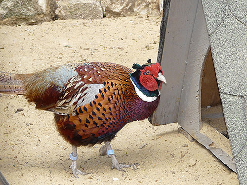 True Pheasant in Kishinev Zoo