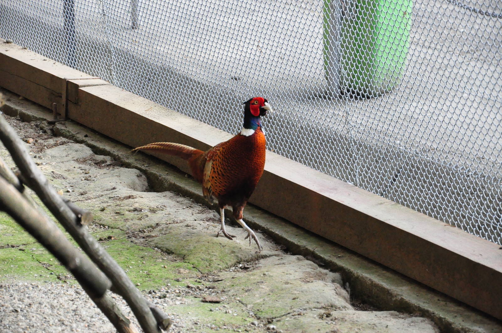 True pheasant/ Phasianus colchicus