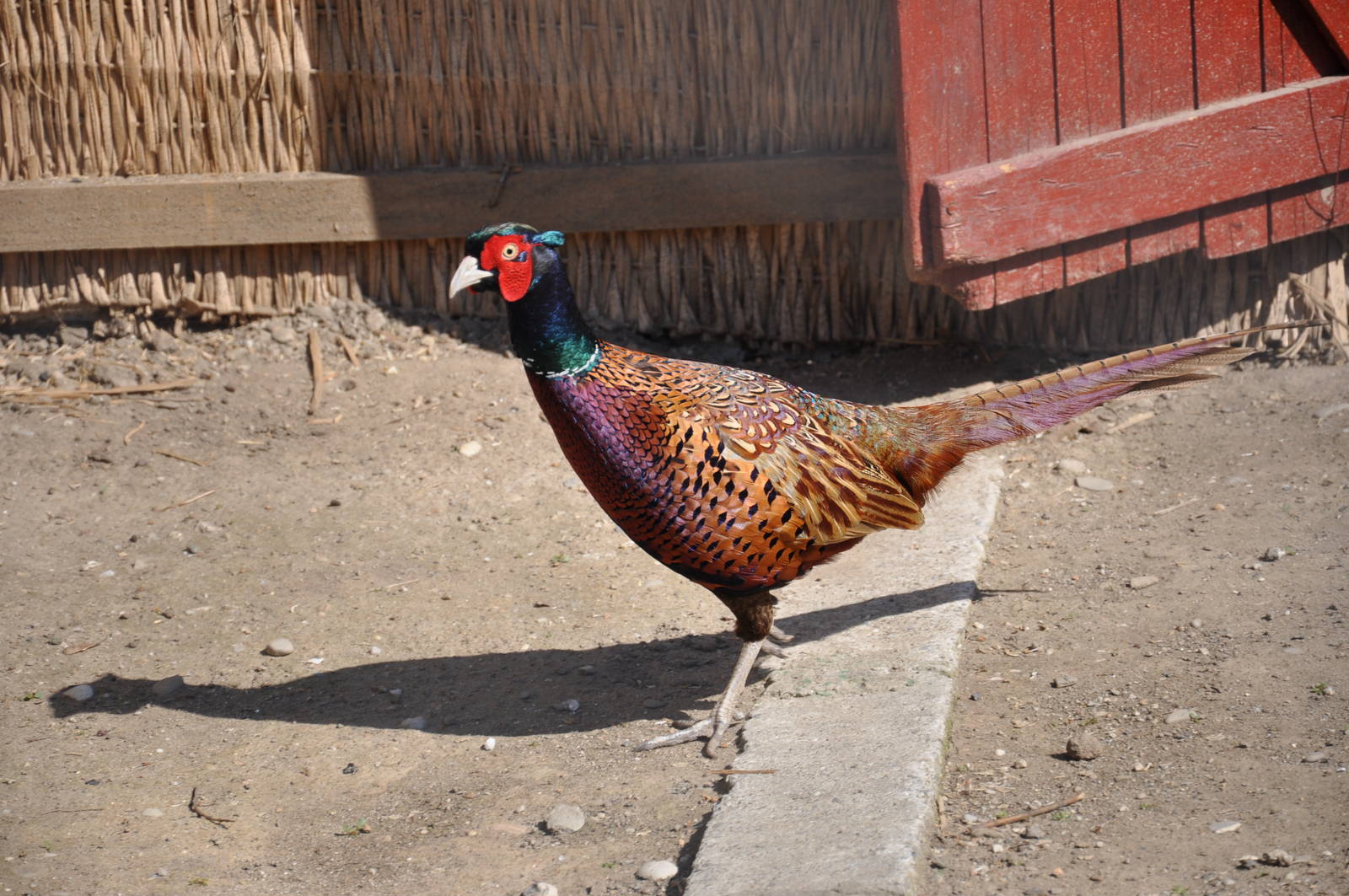 True pheasant/ Phasianus colchicus