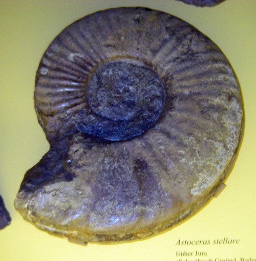 True Star Ammonite (Asteroceras stellare)