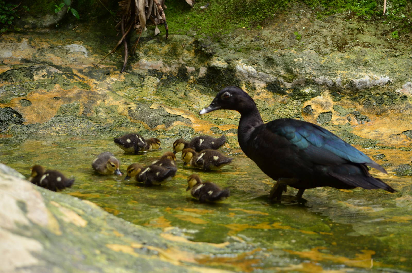 True wild muscovy duck with ducklins