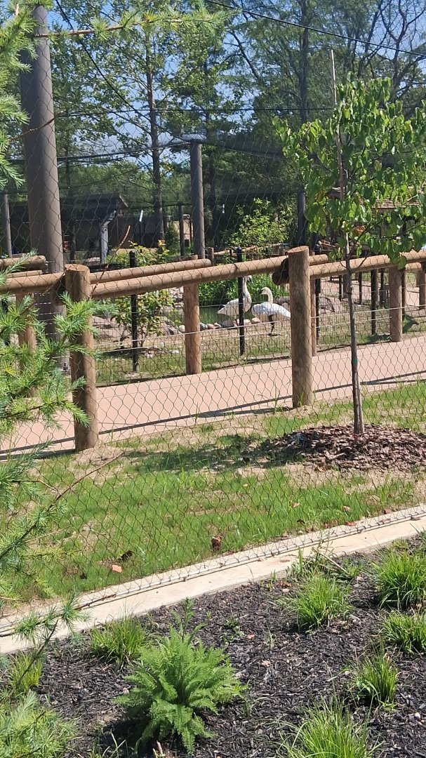 Trumper swans getting used to their new exhibit