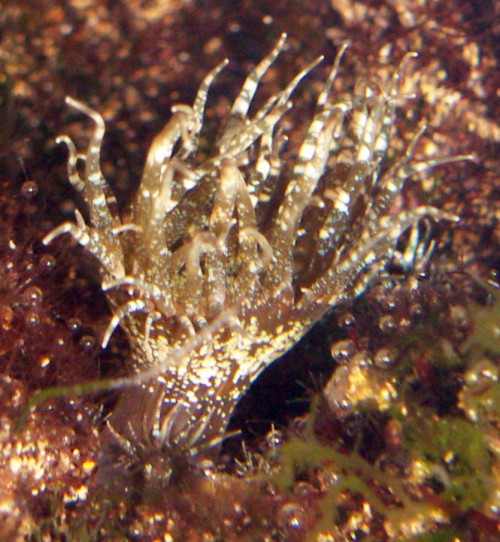 Trumpet Anemone (Aiptasia mutabilis)