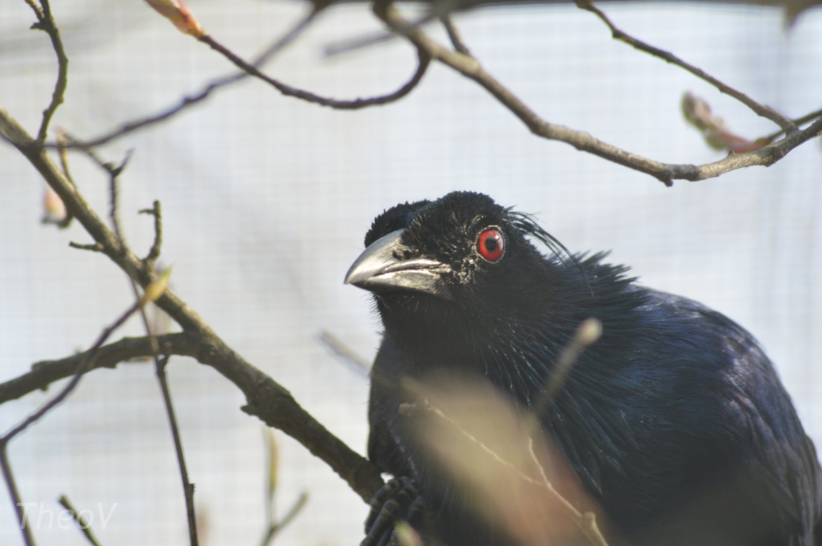 Trumpet manucode [2018]