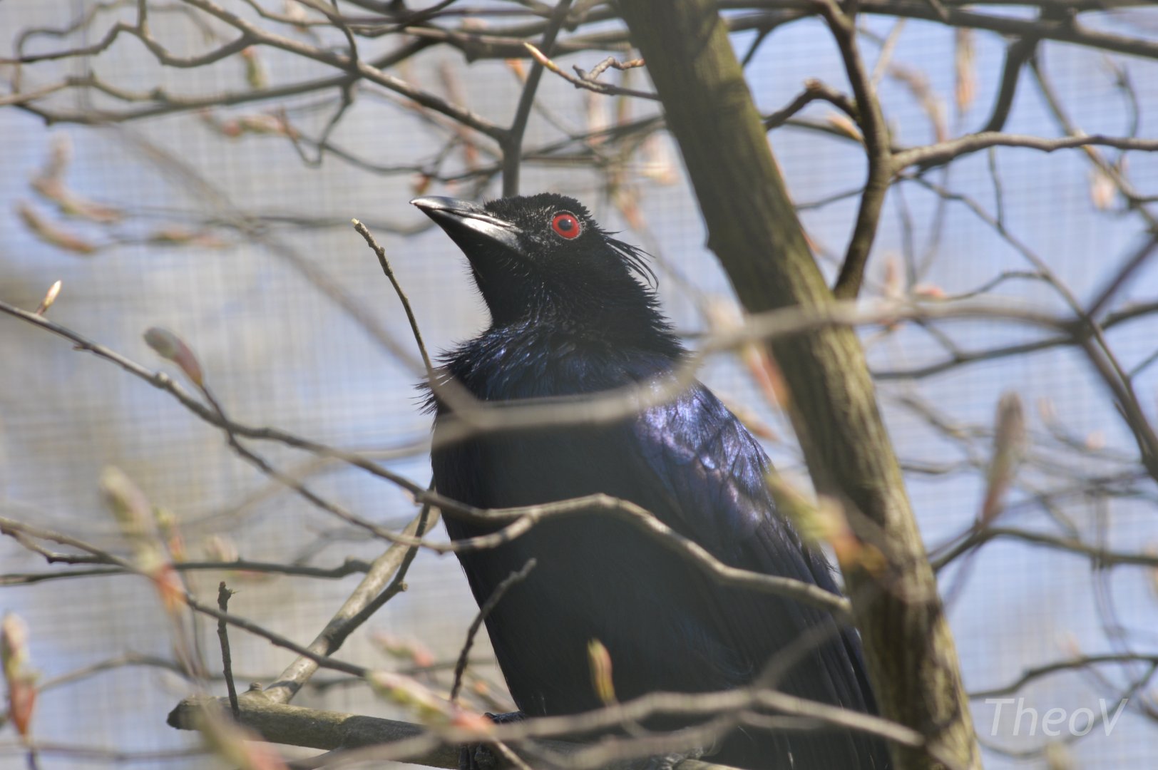 Trumpet manucode [2018]