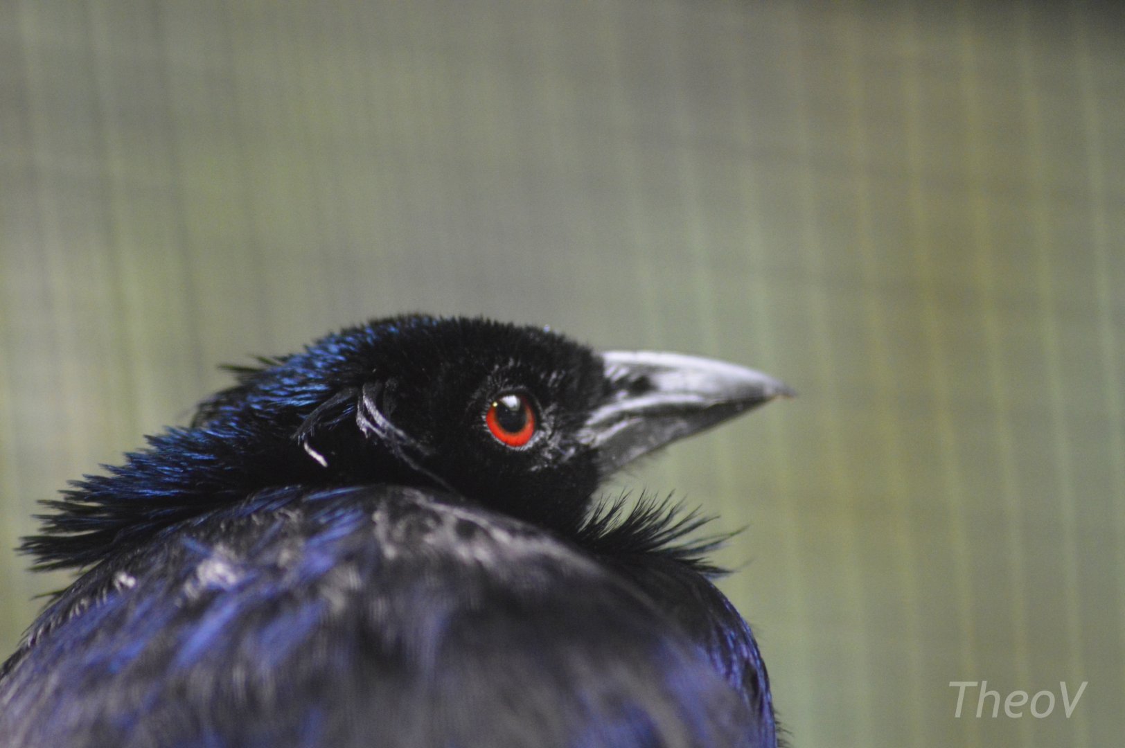 Trumpet manucode [2018]