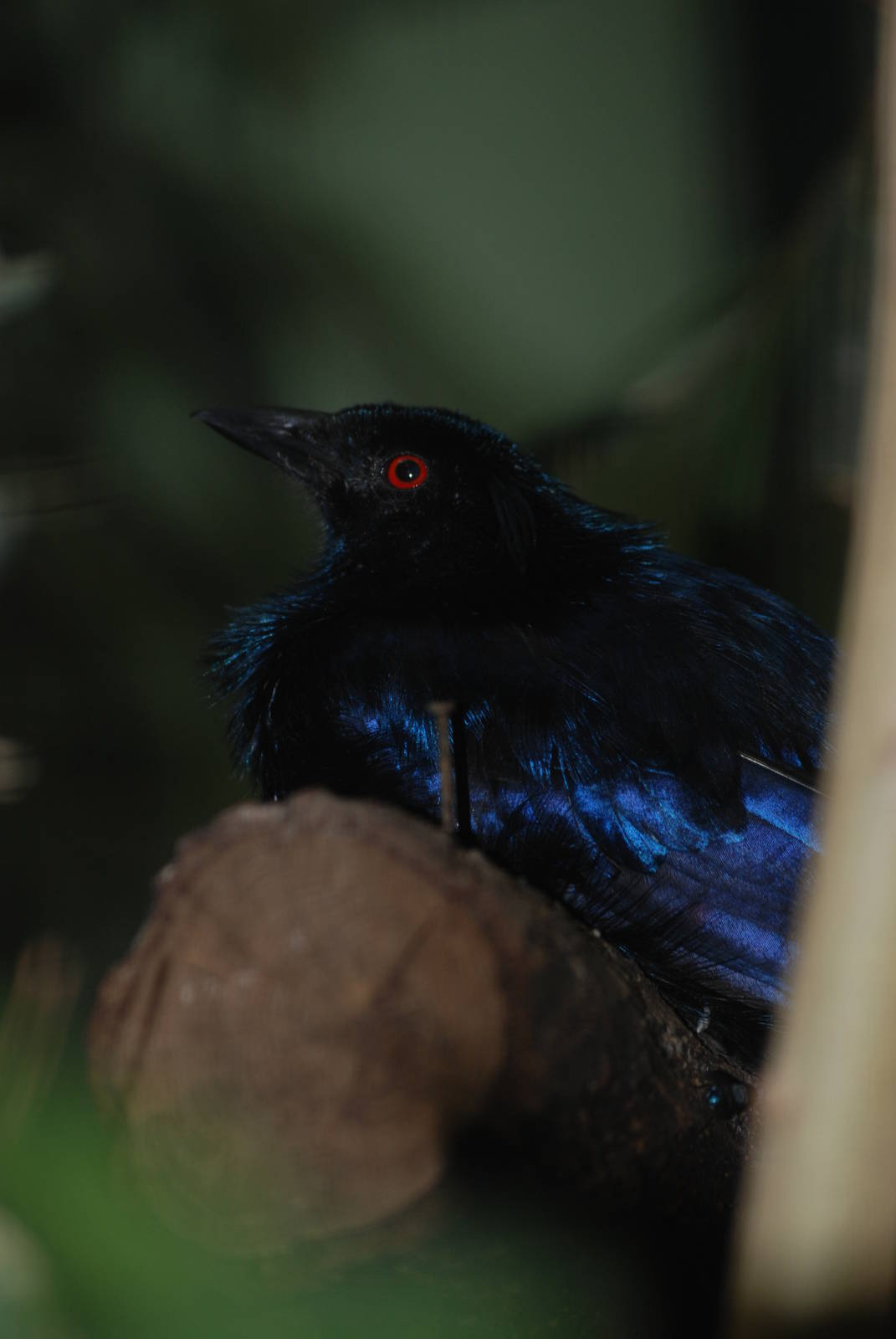 Trumpet Manucode at Berlin Zoo, 31/08/11