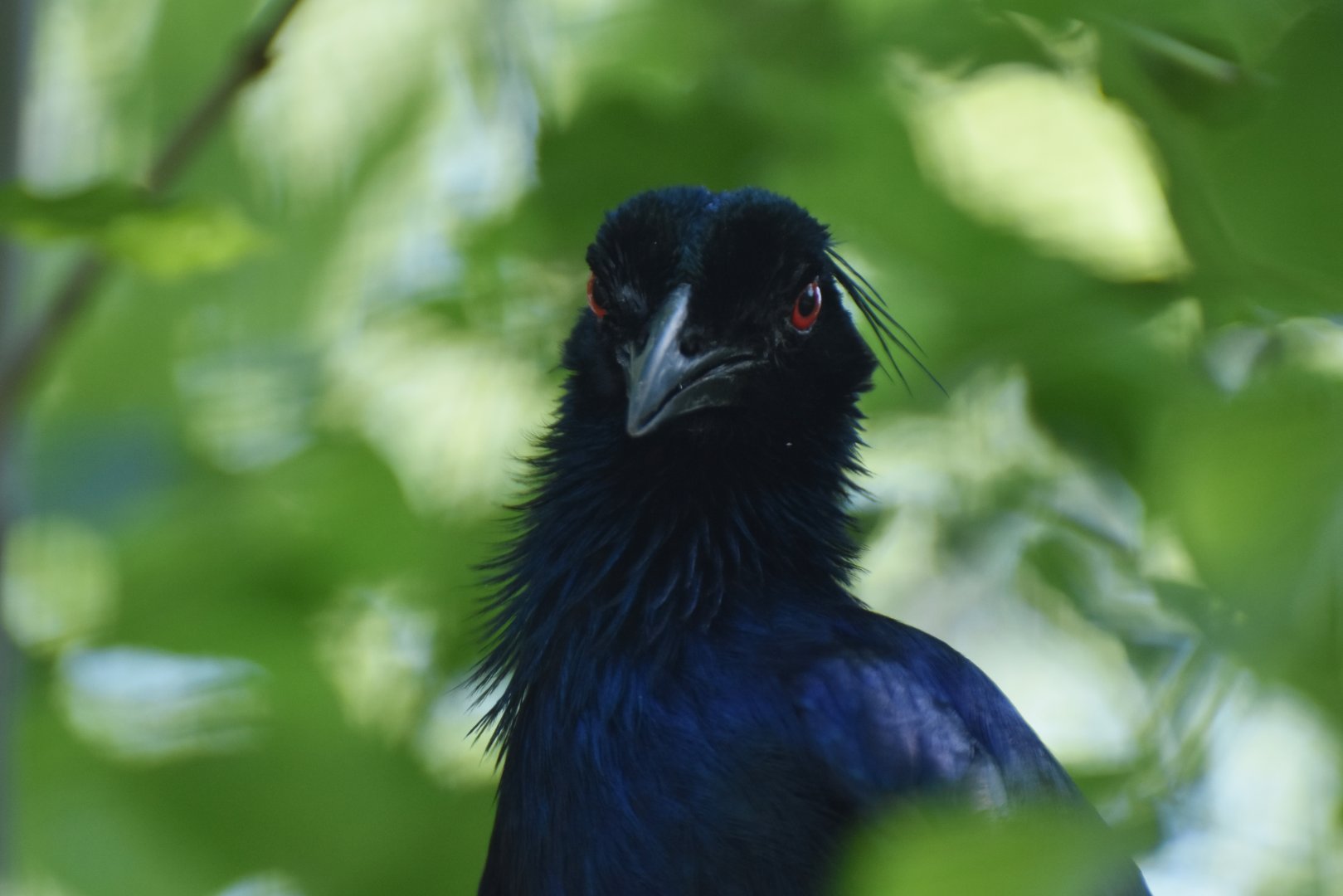 Trumpet manucode (Manucodia keraudreni)