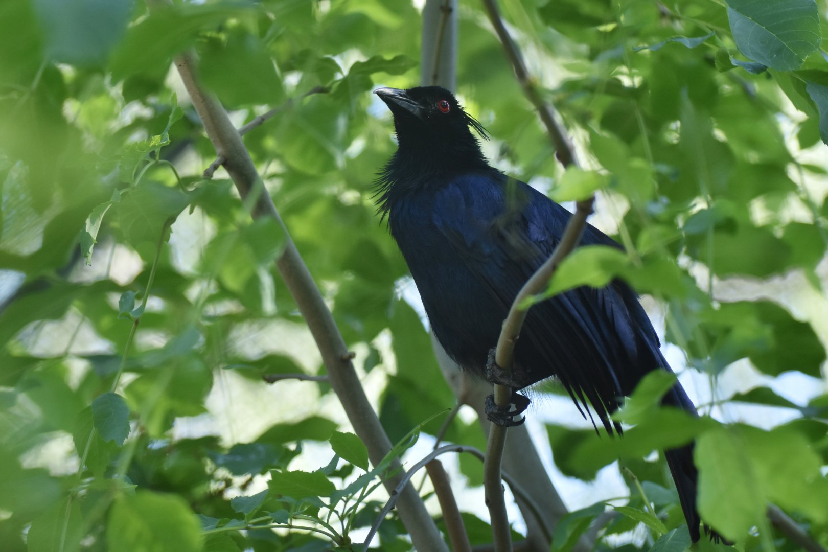 Trumpet manucode (Manucodia keraudreni)