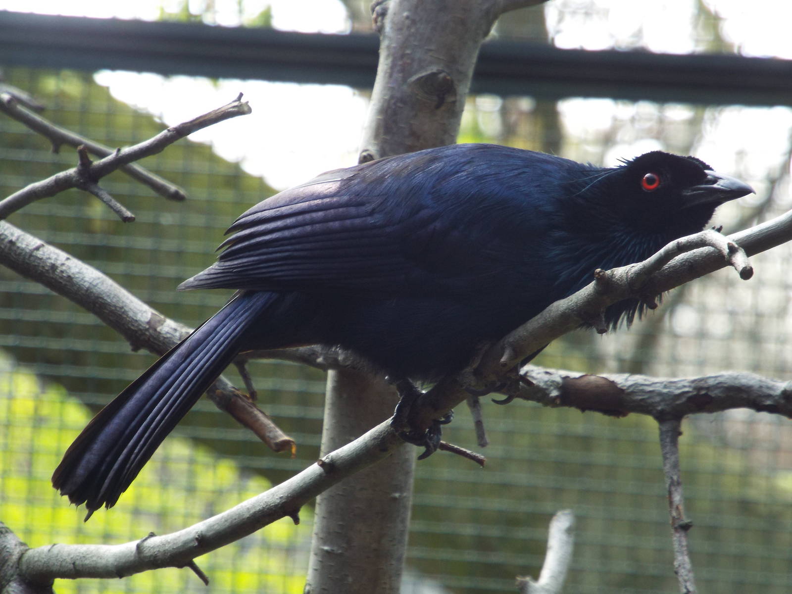 Trumpet Manucode (Manucodia keraudrenii) at Zoo Berlin - 6th April 2014