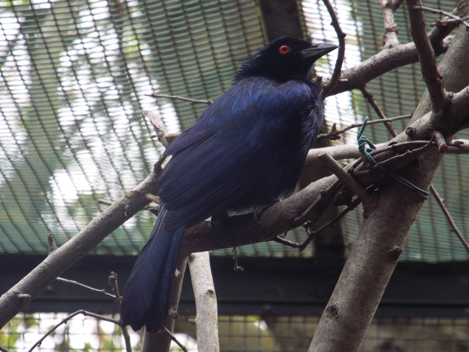 Trumpet Manucode (Manucodia keraudrenii) at Zoo Berlin - April 4th 2014