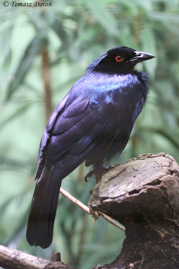 Trumpet Manucode (Manucodia keraudrenii)