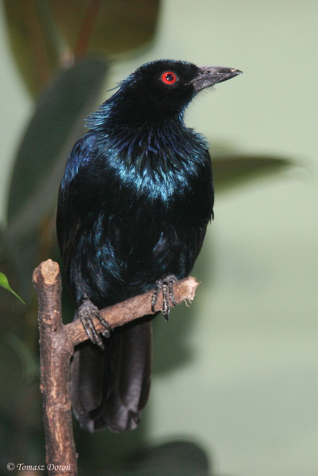 Trumpet Manucode (Manucodia keraudrenii)