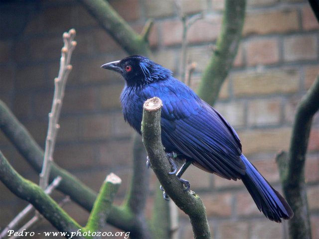 Trumpet manucode (Manucodia keraudrenii)