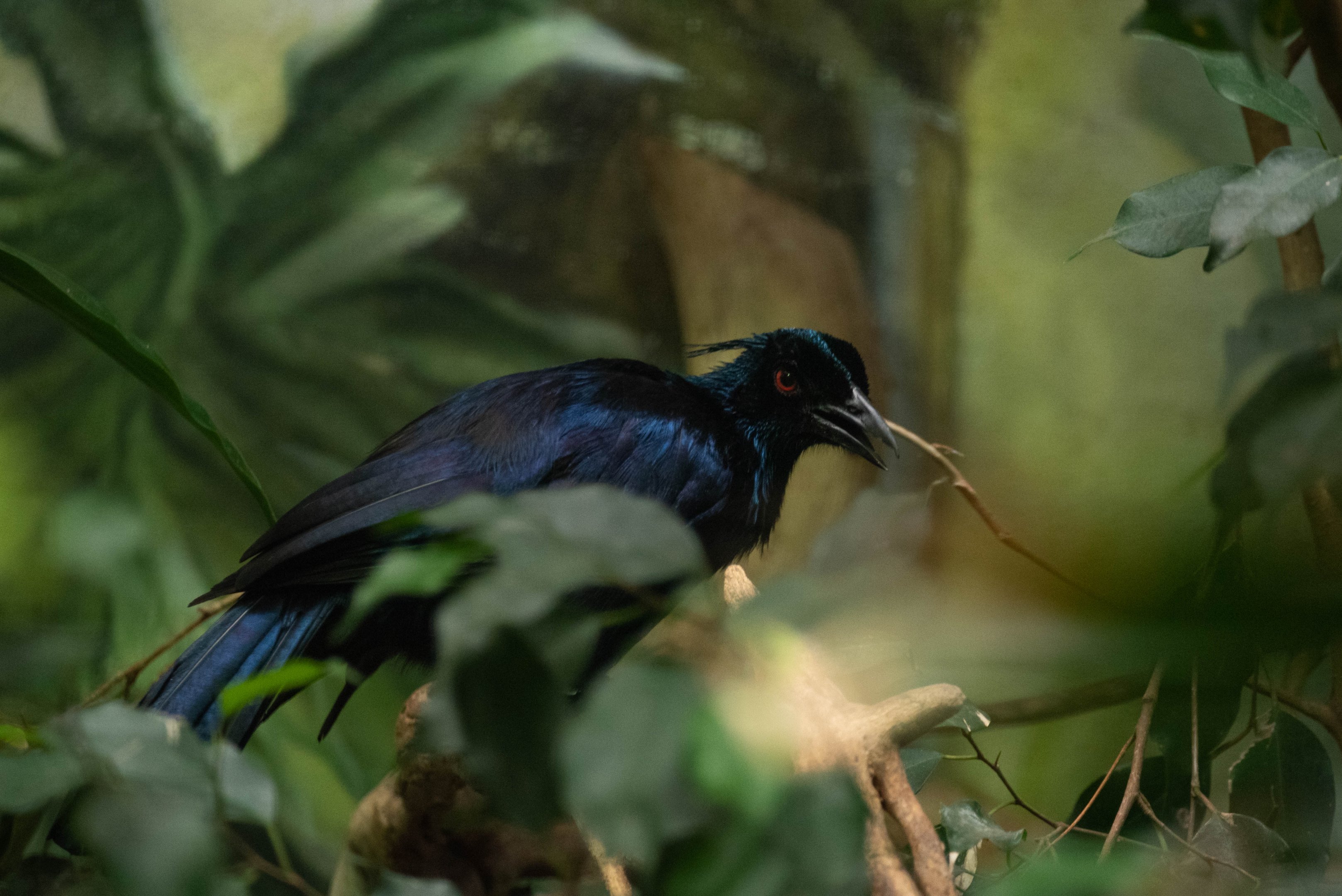 Trumpet manucode - Phonygammus keraudrenii