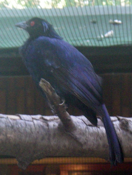 Trumpet Manucode (Phonygrammus keraudrenii)