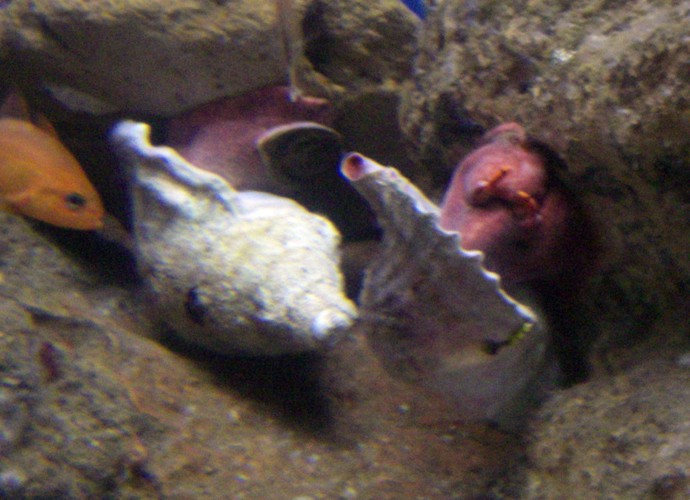 Trumpet Shells (Charonia lampas)