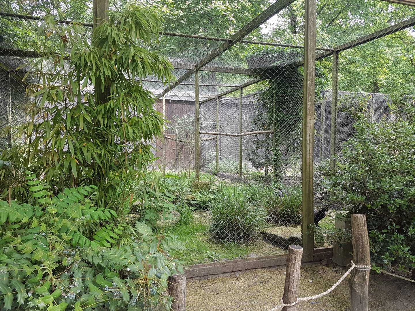 Trumpeter aviary