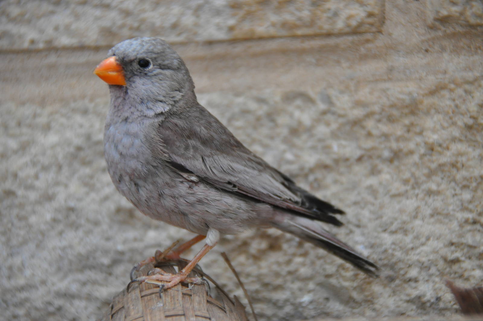 Trumpeter bullfinch/ Rhodopechys githaginea