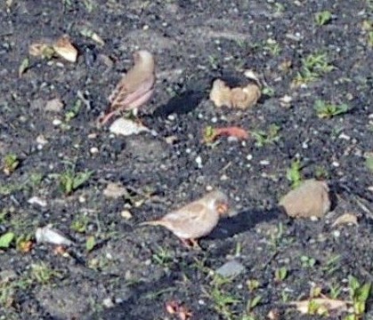 Trumpeter Finch (Rhodopechys githaginea)