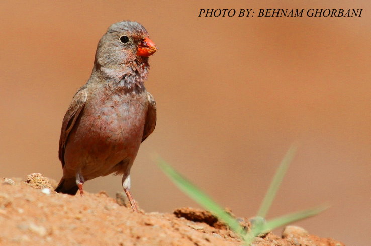 Trumpeter Finch (Rhodopechys githaginea)