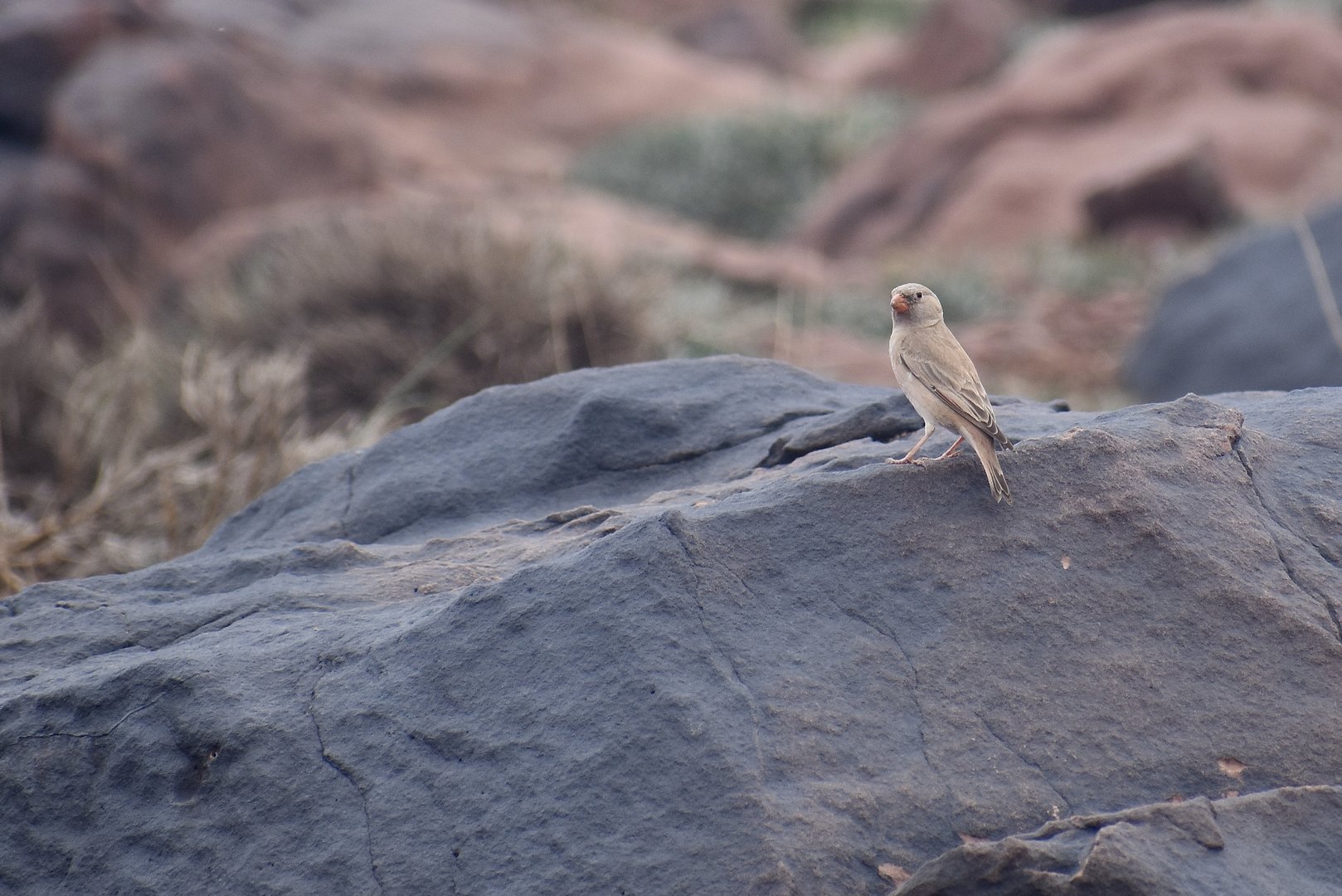 Trumpeter finch - (Vallée de l'Oukaïmeden)